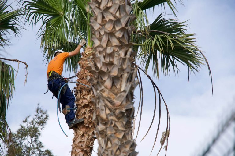 tree trimmers las vegas