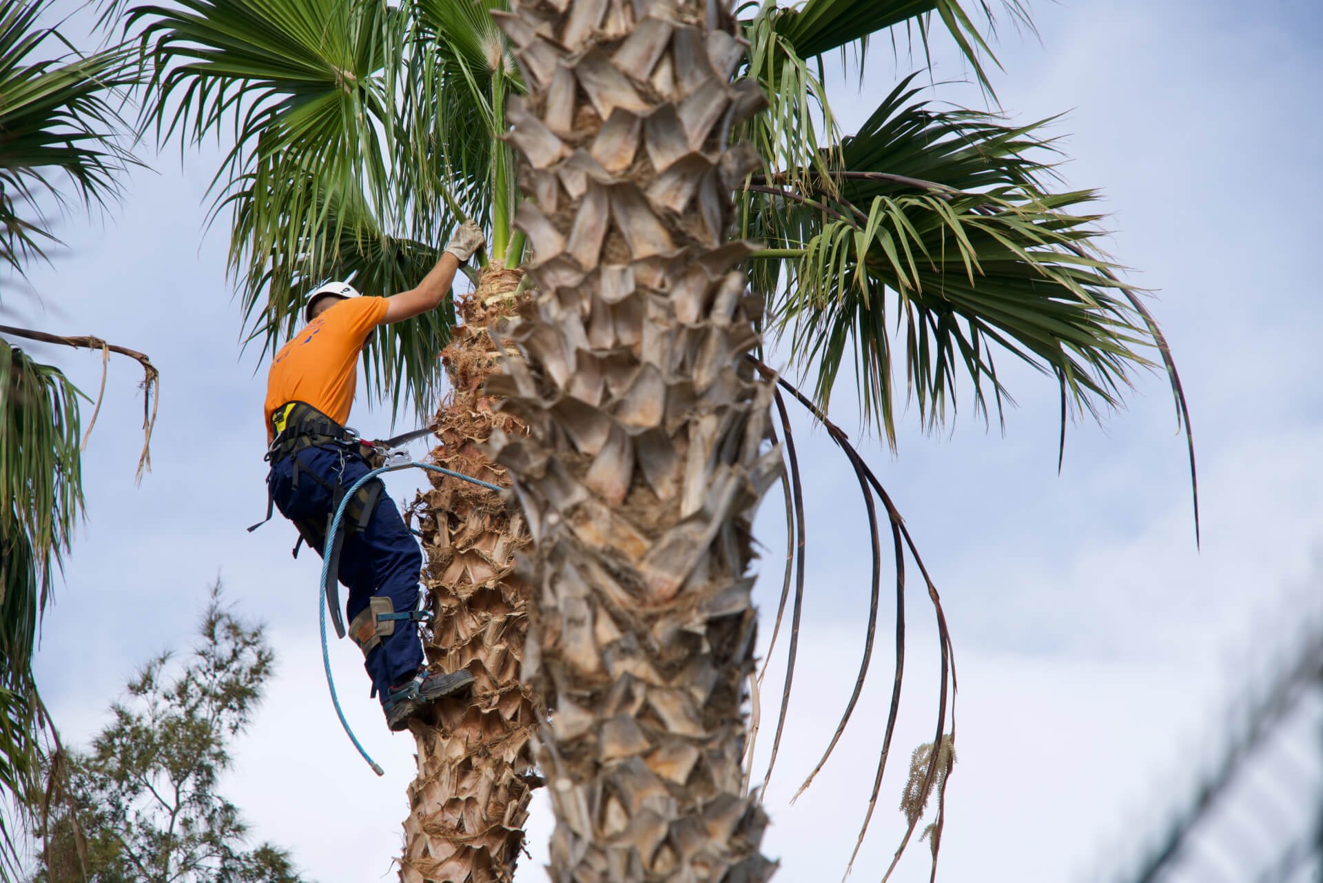 tree trimmers las vegas