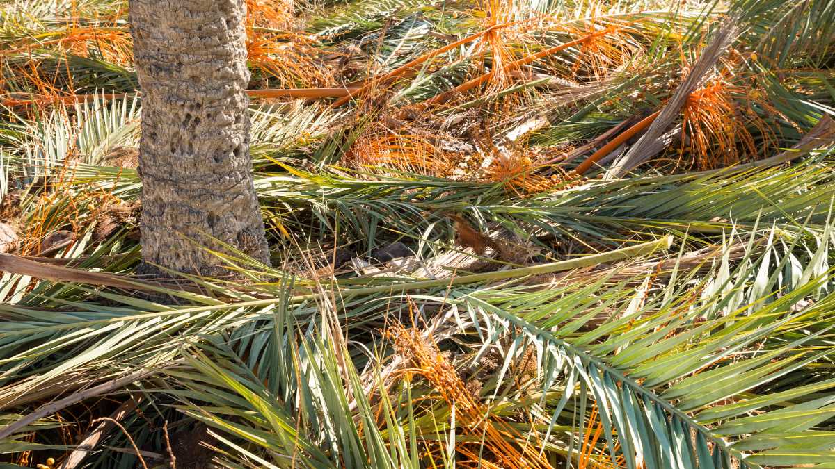 palm tree fronds removed